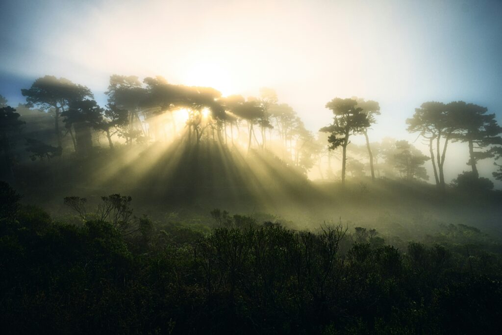 The Sun peered through tall cascading trees.