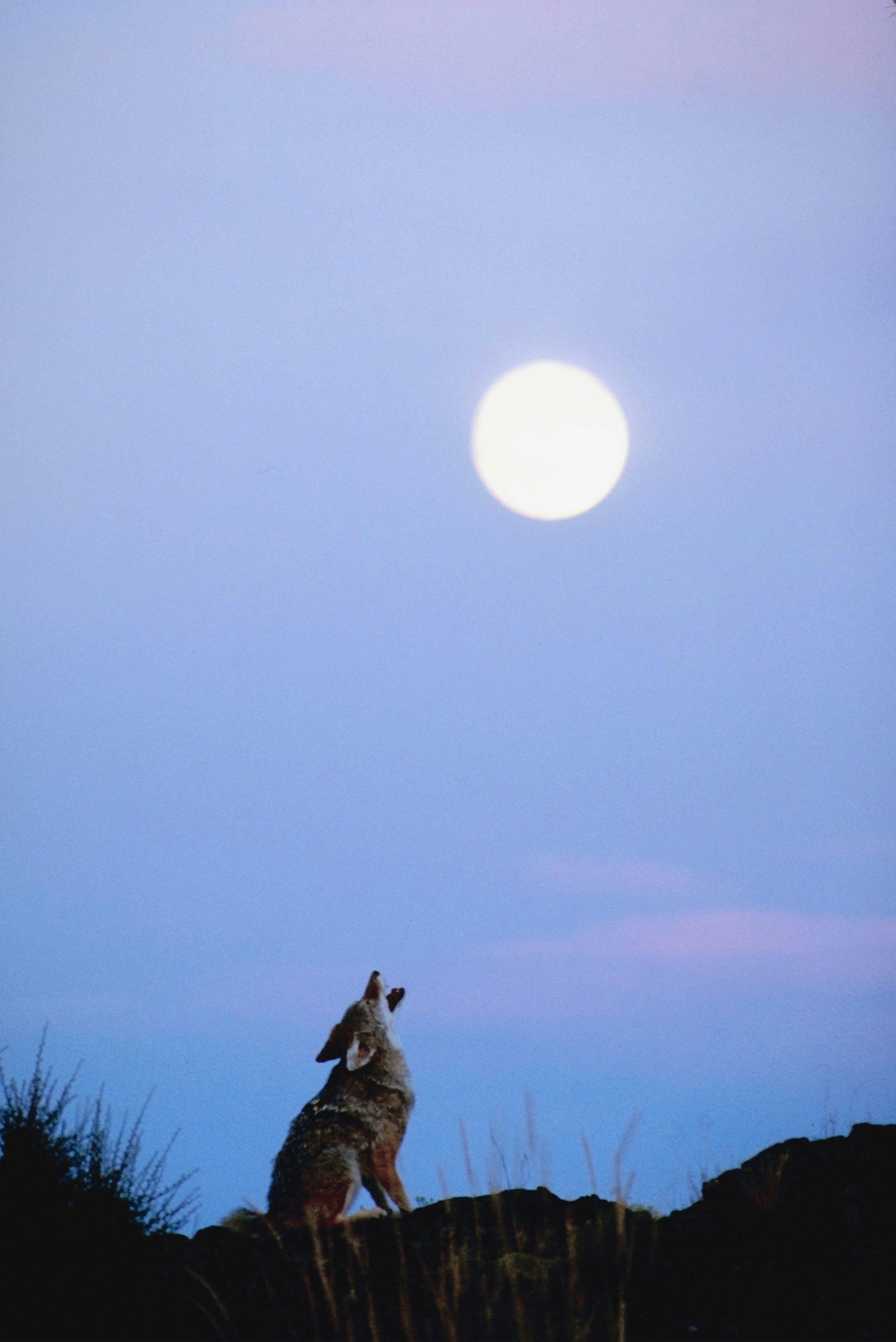 A wolf howling at the moon.