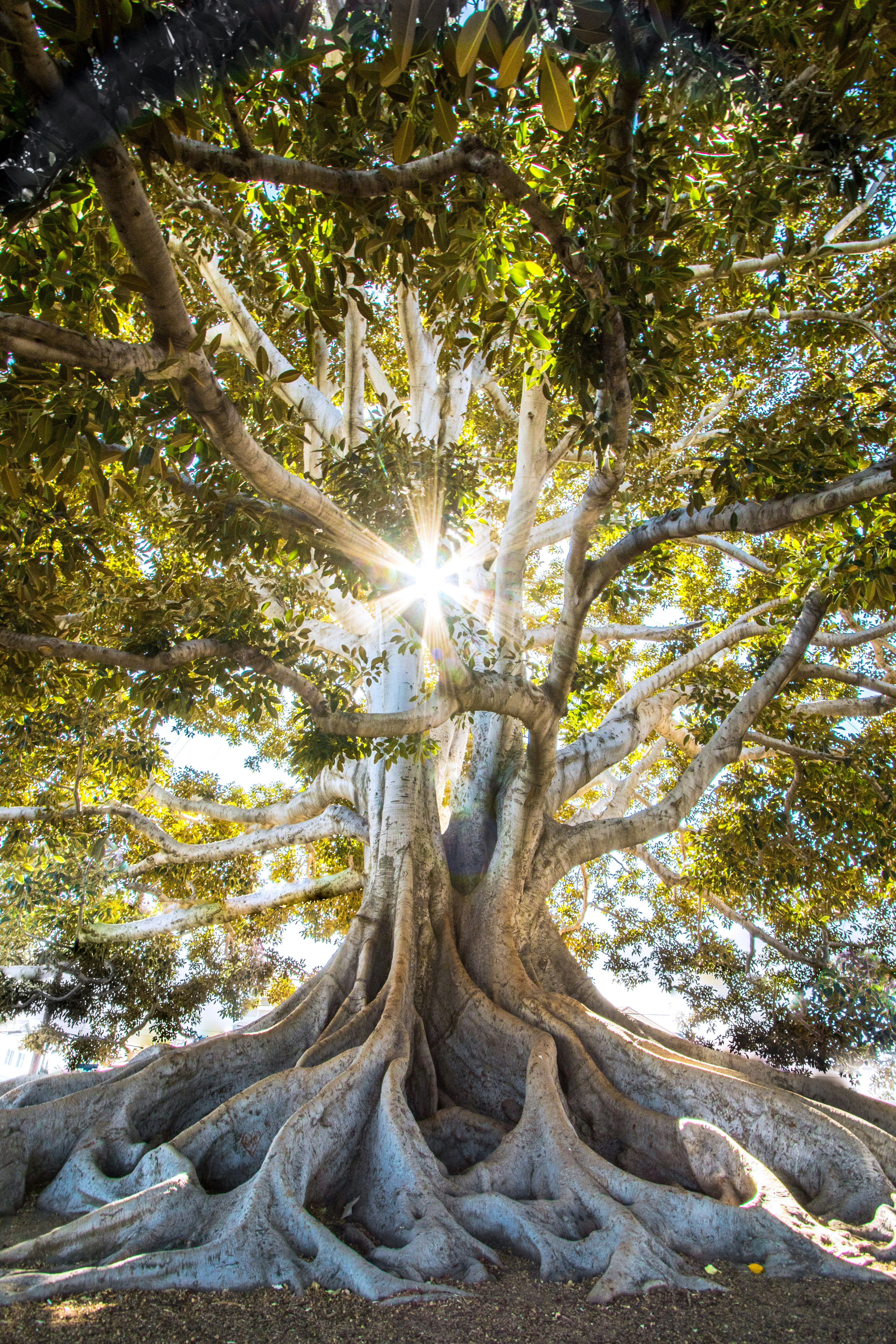 A giant tree.