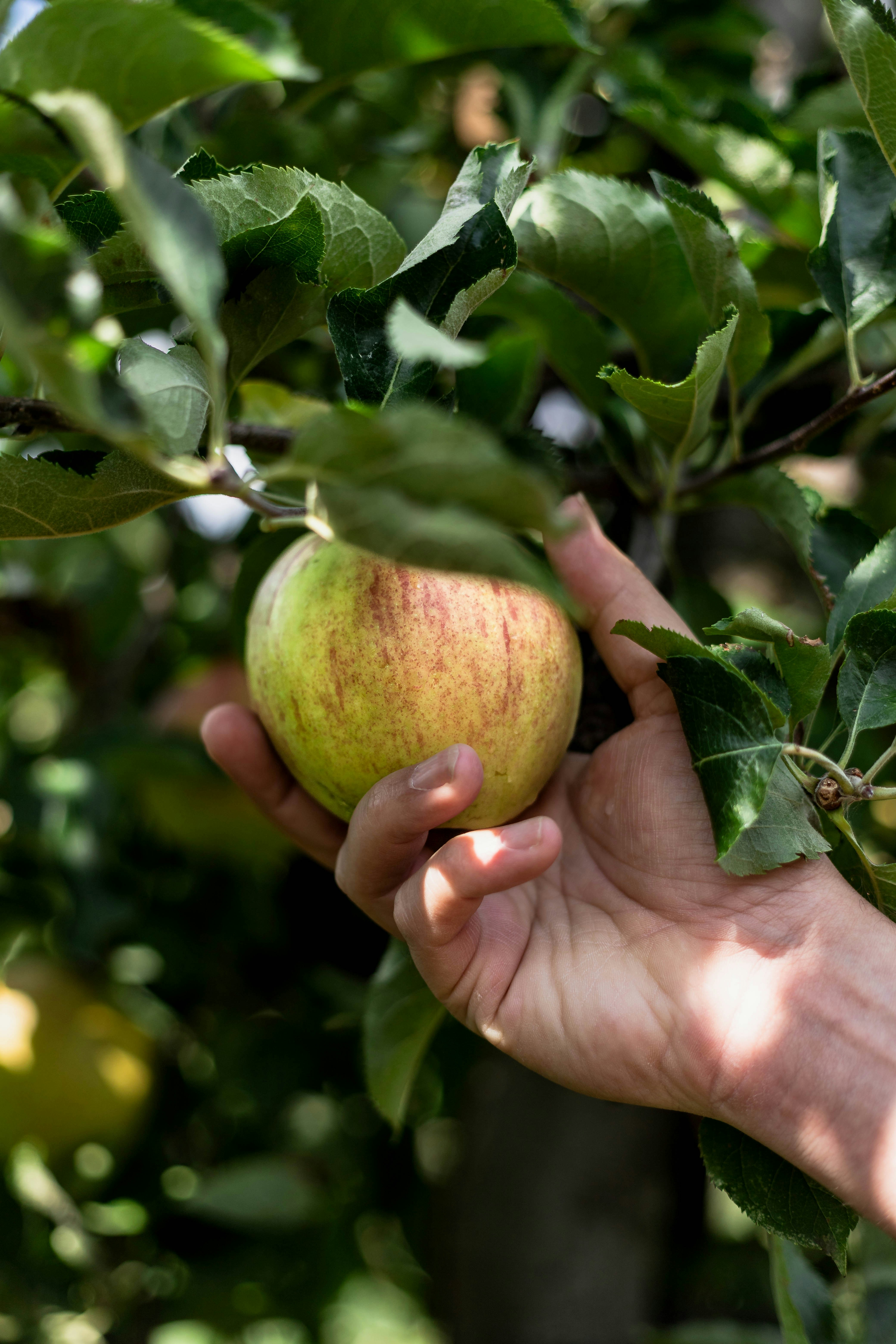 Hand-picking an apple in a garden, which could be Eden.